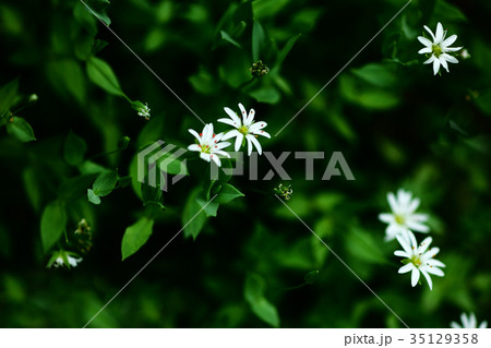 シコタンハコベの花 35129358