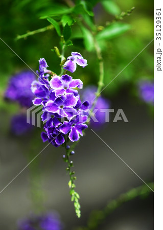 デュランタ 紫色の花 デュランタ 紫色の花 35129361