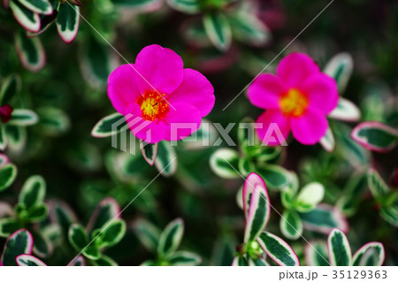 斑入りのポーチュラカの花の写真素材