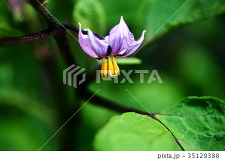 野菜 ナスの花咲く 野菜 ナスの花咲く 35129388