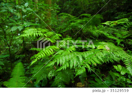 Plants in tropical forest. 35129559