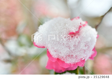 さざんかに雪 35129648