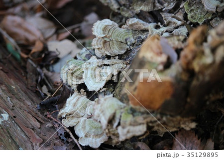 落葉とカイガラタケ 落葉とカイガラタケ 35129895