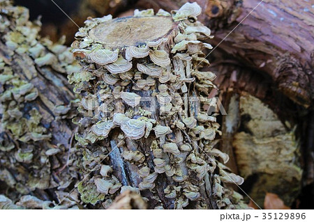 落葉とカイガラタケ 落葉とカイガラタケ 35129896