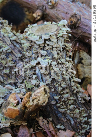 落葉とカイガラタケ 落葉とカイガラタケ 35129899