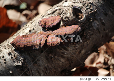 落葉とチャカイガラタケ 35129974