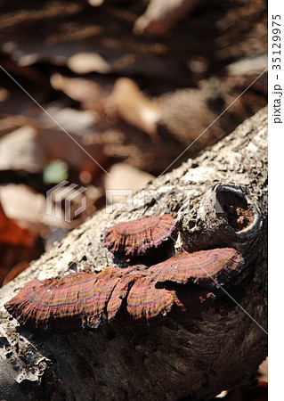 落葉とチャカイガラタケ 35129975