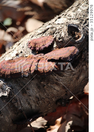 落葉とチャカイガラタケ 35129976