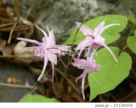 イカリソウの花 35130058