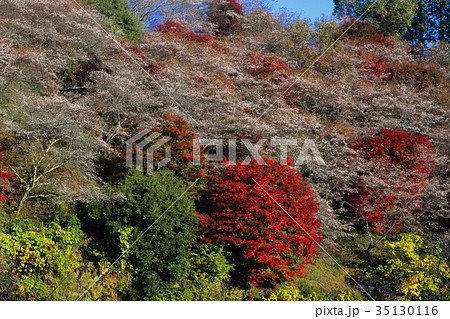 川見四季桜の里 35130116