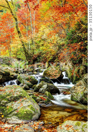 錦秋の照葉峡 35130150