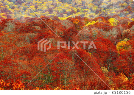 錦秋の照葉峡 35130156
