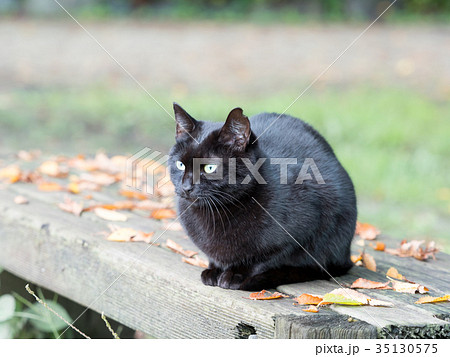 地域猫のクロちゃんの写真素材