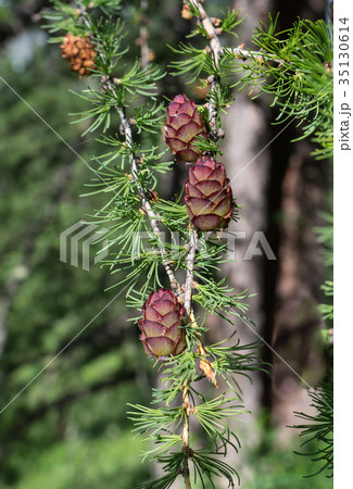 Pine cones, is at the foot of the Belukha mountain 35130614