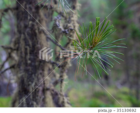 Cedar needles in Altai mountains, Russia 35130692
