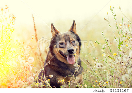 Portrait of a dog walking in flowers field 35131167