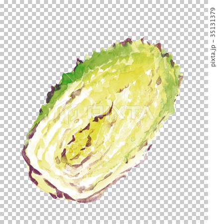 白菜 断面 白菜 断面 35131379