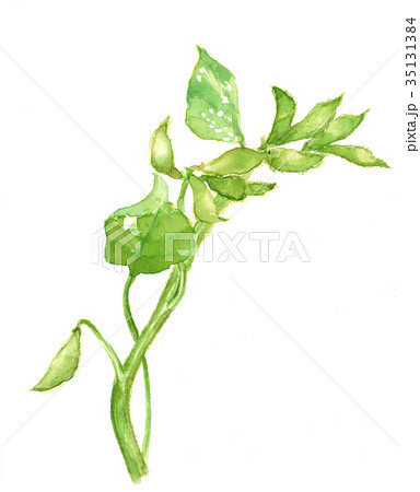 黒大豆 枝豆のイラスト素材