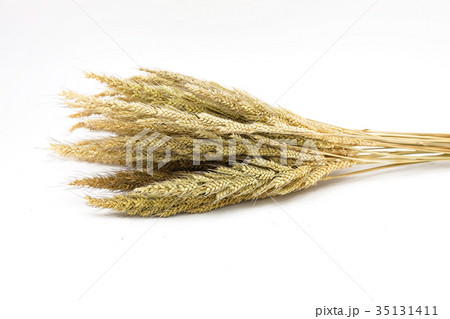 Golden ear of rice isolated on white background 35131411