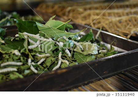 白川郷の蚕 35131940