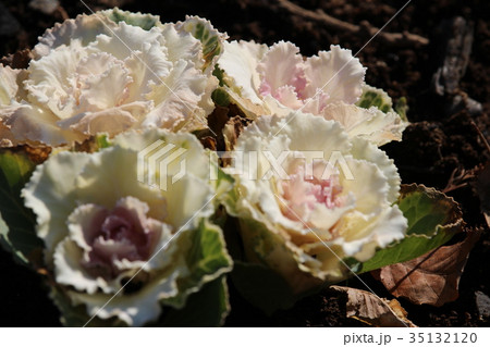 冬の園芸植物（ハボタン） 35132120