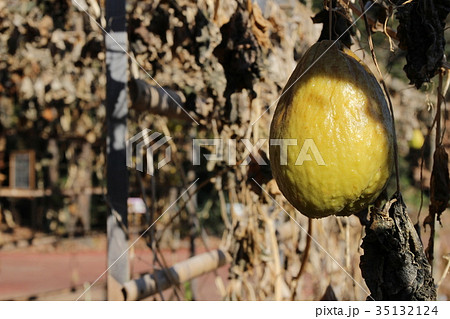 美肌効果のあるハヤトウリ 美肌効果のあるハヤトウリ 35132124