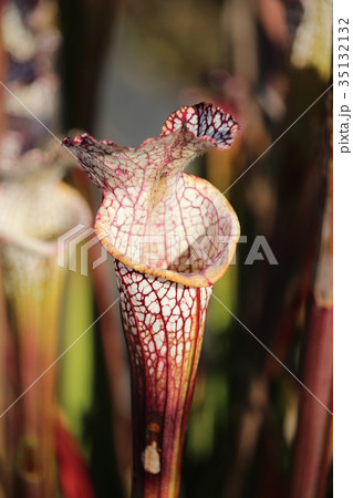 食虫植物(サラセニアレウコフィラ) 食虫植物(サラセニアレウコフィラ) 35132132
