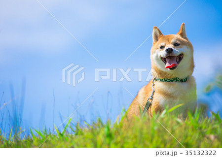 緑背景に柴犬 飼い犬 日本犬 空と犬の写真素材