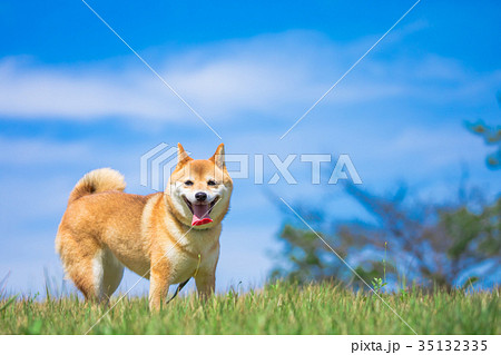 緑背景に柴犬　飼い犬　日本犬　空と犬 35132335