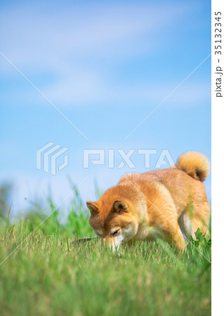 緑背景に柴犬　飼い犬　日本犬　空と犬 35132345