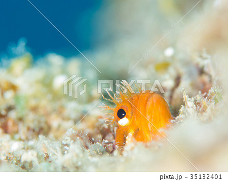 ハダカコケギンポ ハダカコケギンポ 35132401