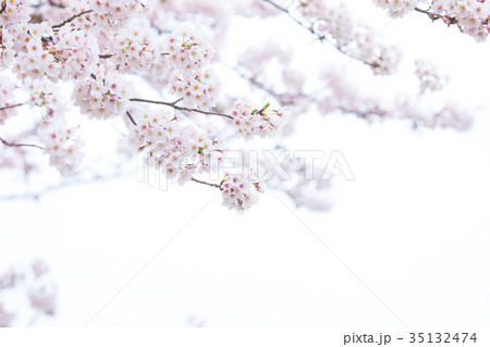 日本の桜　そめいよしの　ソメイヨシノ　染井吉野　さくら　クローズアップ　接写　コピースペース 35132474