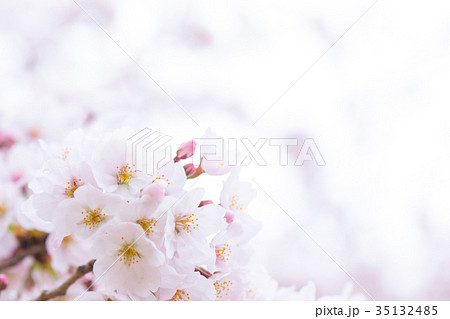 日本の桜　そめいよしの　ソメイヨシノ　染井吉野　さくら　クローズアップ　接写　コピースペース 35132485