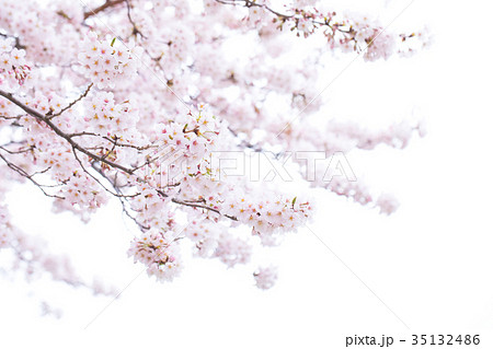 日本の桜　そめいよしの　ソメイヨシノ　染井吉野　さくら　クローズアップ　接写　コピースペース 35132486