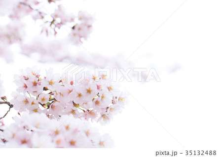 日本の桜 そめいよしの ソメイヨシノ 染井吉野 さくら クローズアップ 接写 コピースペース 日本の桜 そめいよしの ソメイヨシノ 染井吉野 さくら クローズアップ 接写 コピースペース 35132488