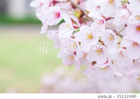 日本の桜　そめいよしの　ソメイヨシノ　染井吉野　さくら　クローズアップ　接写　コピースペース 35132490