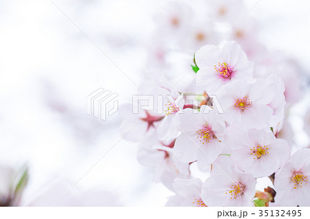 日本の桜 そめいよしの ソメイヨシノ 染井吉野 さくら クローズアップ 接写 コピースペース 日本の桜 そめいよしの ソメイヨシノ 染井吉野 さくら クローズアップ 接写 コピースペース 35132495