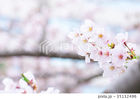 日本の桜 そめいよしの ソメイヨシノ 染井吉野 さくら クローズアップ 接写 コピースペース 日本の桜 そめいよしの ソメイヨシノ 染井吉野 さくら クローズアップ 接写 コピースペース 35132496