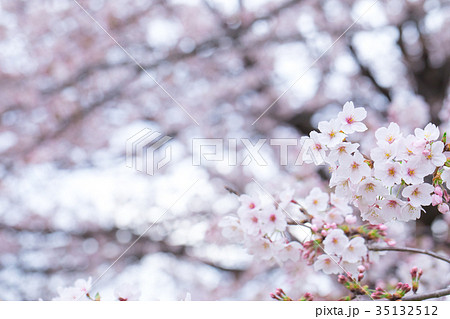 日本の桜　そめいよしの　ソメイヨシノ　染井吉野　さくら　クローズアップ　接写　コピースペース 35132512