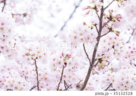 日本の桜　そめいよしの　ソメイヨシノ　染井吉野　さくら　クローズアップ　接写　コピースペース 35132528