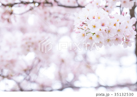 日本の桜　そめいよしの　ソメイヨシノ　染井吉野　さくら　クローズアップ　接写　コピースペース 35132530
