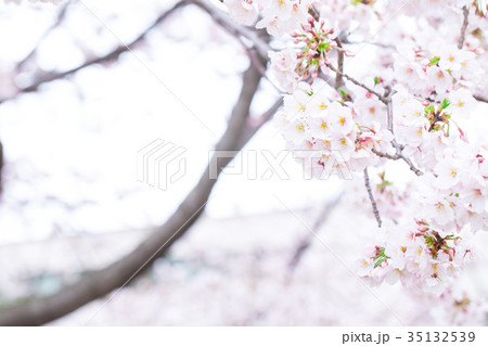 日本の桜　そめいよしの　ソメイヨシノ　染井吉野　さくら　クローズアップ　接写　コピースペース 35132539