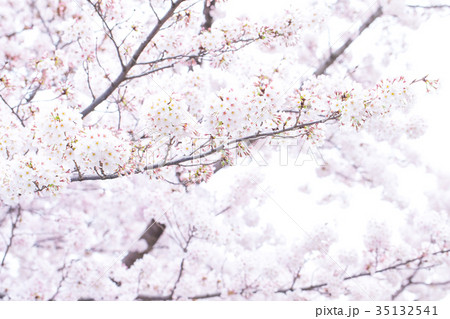 日本の桜　そめいよしの　ソメイヨシノ　染井吉野　さくら　クローズアップ　接写　コピースペース 35132541