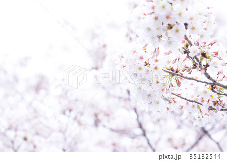 日本の桜　そめいよしの　ソメイヨシノ　染井吉野　さくら　クローズアップ　接写　コピースペース 35132544