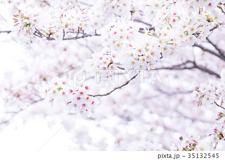 日本の桜　そめいよしの　ソメイヨシノ　染井吉野　さくら　クローズアップ　接写　コピースペース 35132545