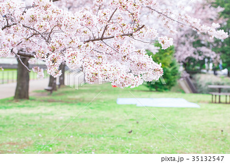 日本の桜 そめいよしの ソメイヨシノ 染井吉野 さくら クローズアップ 接写 コピースペース 日本の桜 そめいよしの ソメイヨシノ 染井吉野 さくら クローズアップ 接写 コピースペース 35132547
