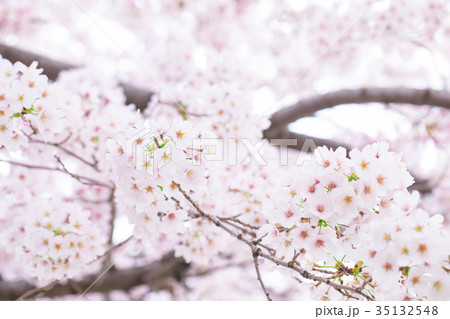 日本の桜　そめいよしの　ソメイヨシノ　染井吉野　さくら　クローズアップ　接写　コピースペース 35132548