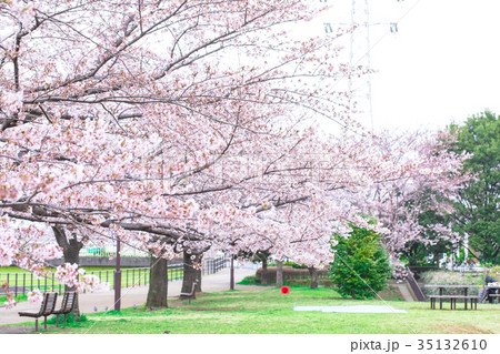 お花見の場所取り 飲み会 準備 桜 染井吉野 そめいよしの ソメイヨシノ お花見の場所取り 飲み会 準備 桜 染井吉野 そめいよしの ソメイヨシノ 35132610