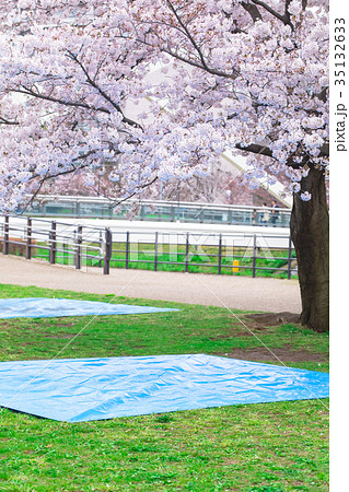 お花見の場所取り 飲み会 準備 桜 染井吉野 そめいよしの ソメイヨシノの写真素材