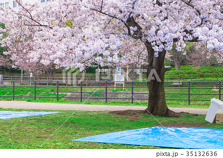 お花見の場所取り 飲み会 準備 桜 染井吉野 そめいよしの ソメイヨシノの写真素材